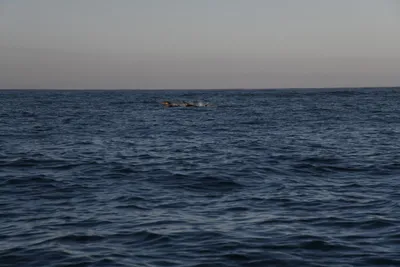 DSC_6590 (Large).JPG